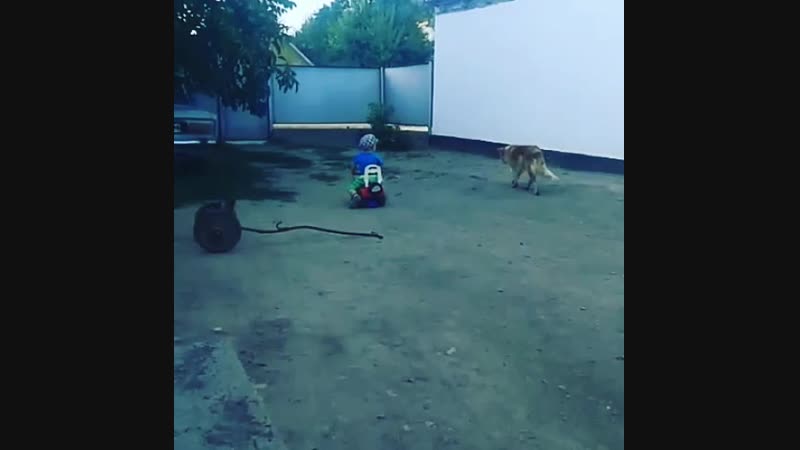 Бехалёк😍 машина айдаймын дейді өзі☝
