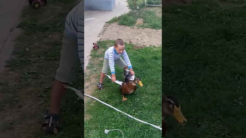 Укротитель уток