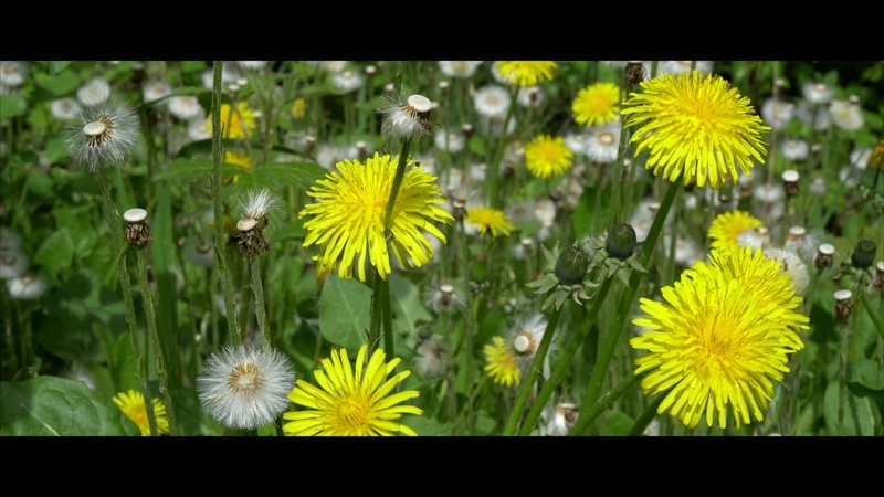 Wald, Feld und Park 4K