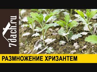 Как размножить хризантемы делением куста - 7 дач
