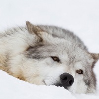 Дима Шевченко