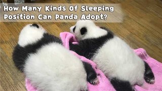 How Many Kinds Of Sleeping Position Can Panda Adopt? | iPanda