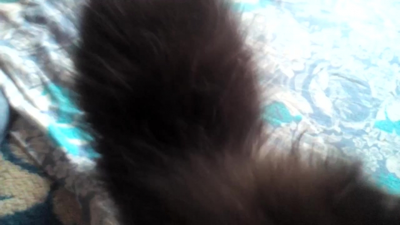 VID_20180819_192224