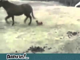 МОИ ЗАБАВНЫЕ ЖИВОТНЫЕ смешные животные