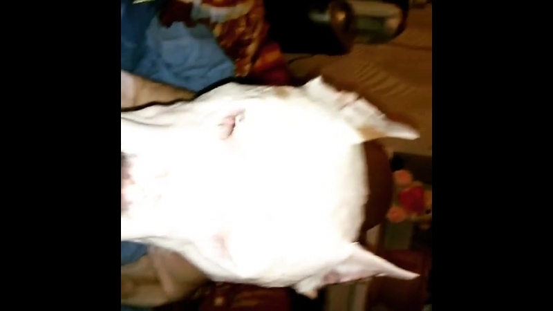 VID_26670408_035657_621.mp4