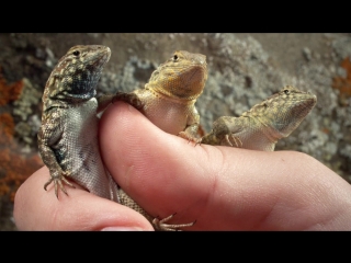 These Lizards Have Been Playing Rock-Paper-Scissors for 15 Million Years (Deep Look)