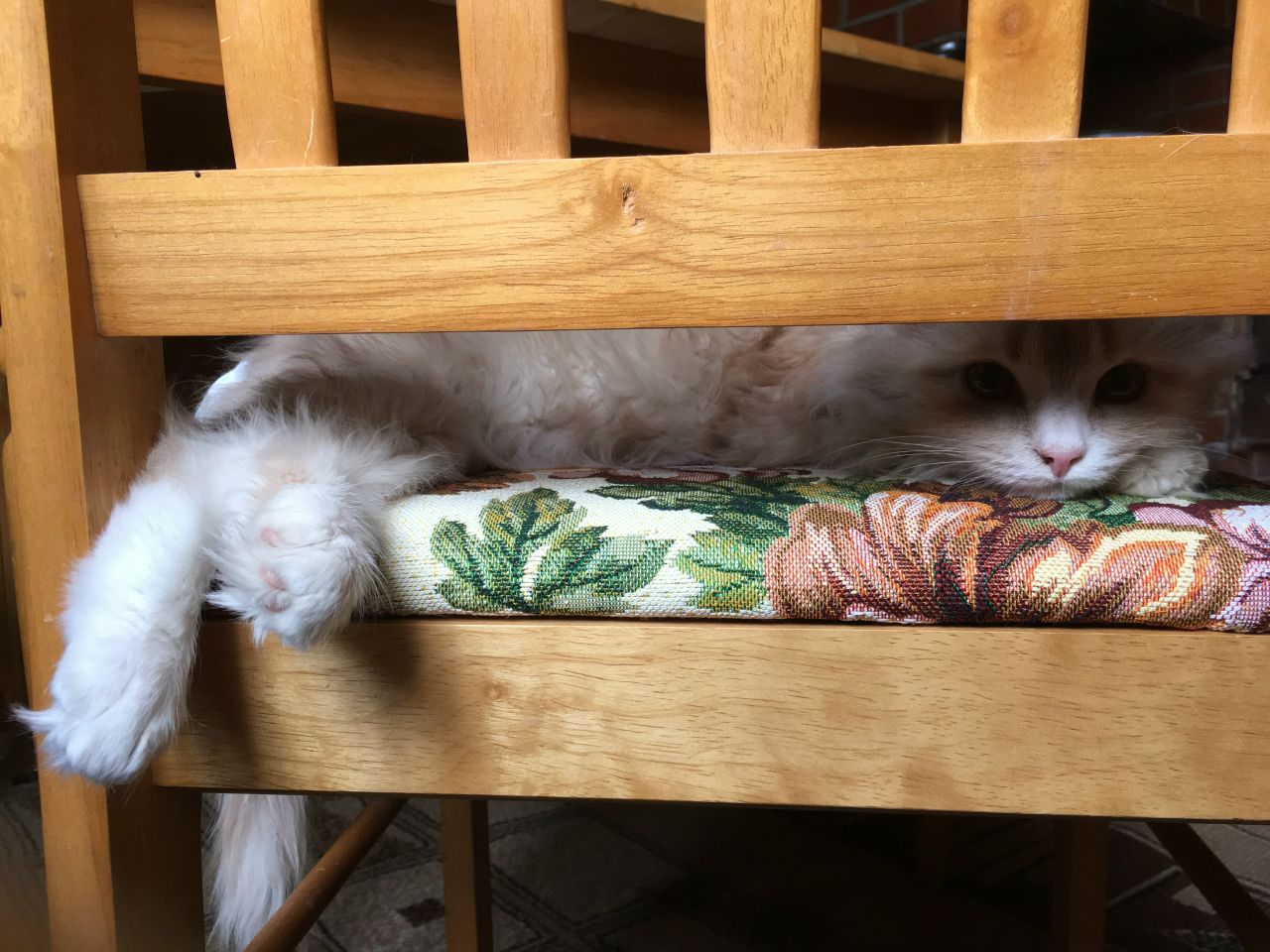 Кошки в нашей жизни. Кошки и все, что с ними связано.