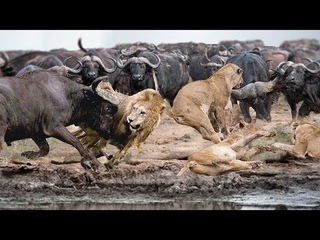 Buffaloes Too Thirsty Crazy, Risked To Defeat The Lions Regain Waterhole