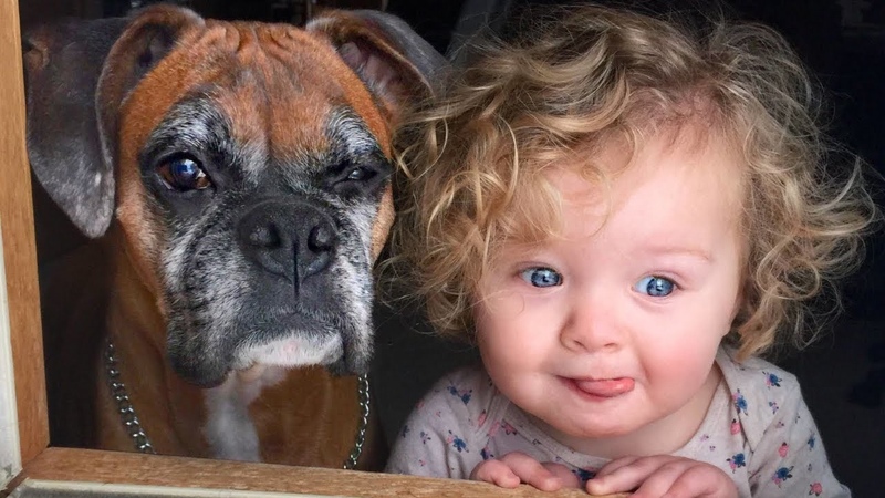 Boxer and Baby Compilation NEW