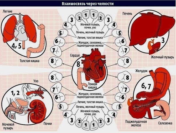 Зубы расскажут о здоровье наших органов На службе у нашего тела 32 радиста, которые подают зашифрованные сигналы SOS, если что-то случается с внутренними органами. Зубы, так же как и кожа,