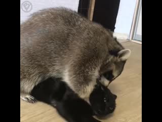 Еноту захотелось обнимашек с котом