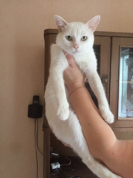 Тишка. Суперласковый белый зеленоглазый котик мечтает найти 