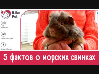 5 необычных фактов о морских свинках на ilikepet