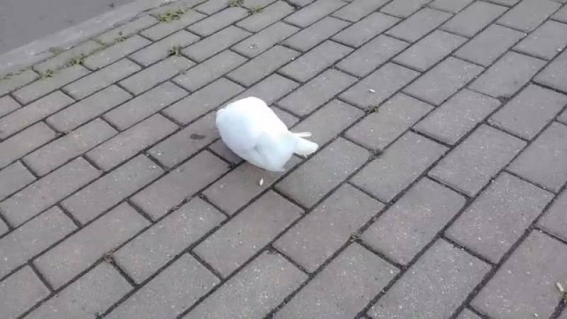 Голубка белая