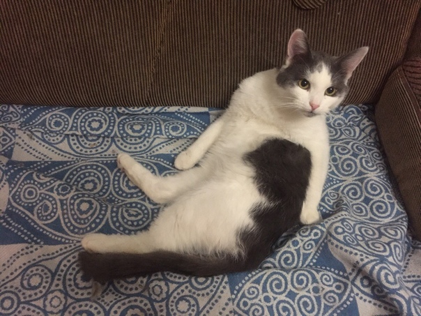 Барни- умильный ребёнок с плюшевой шубкой 