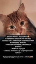 Объявление от Дарья - фото №1