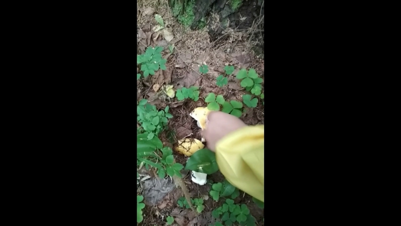 VID_20180814_115059.mp4