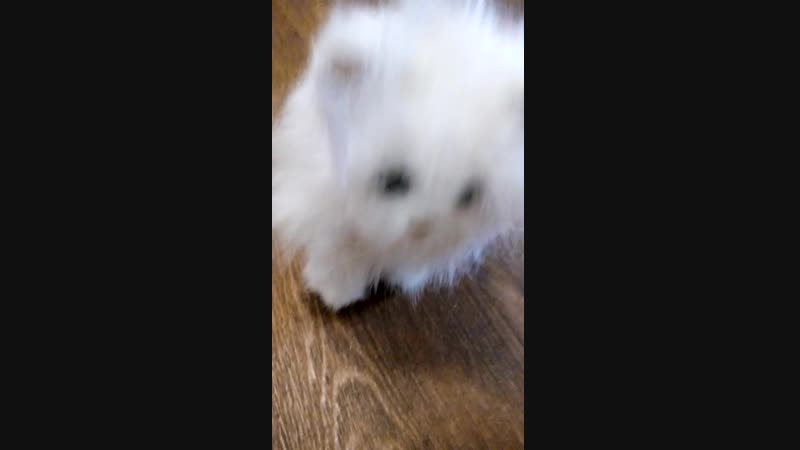 VID_20181116_120819
