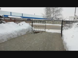 Время обеда для братьев наших меньших! 🦉🦅🙀