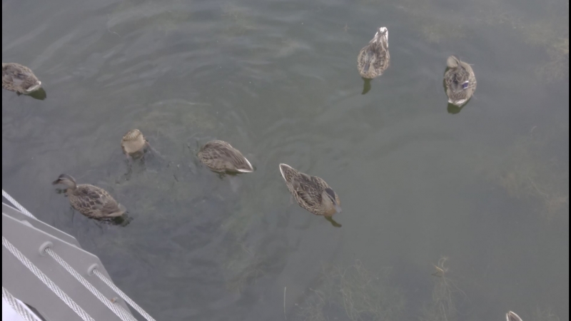 🦆 Утки