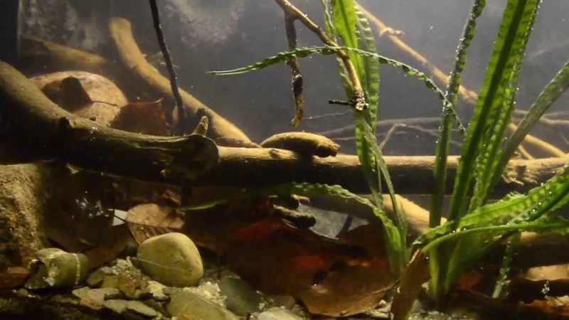 Westafrika Biotop Aquarium