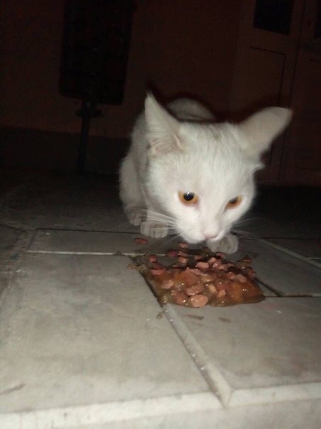 г.Пенза 
Найдена кошка, в Арбеково (магазан Весна). Кошка б