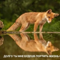 Антон Певко