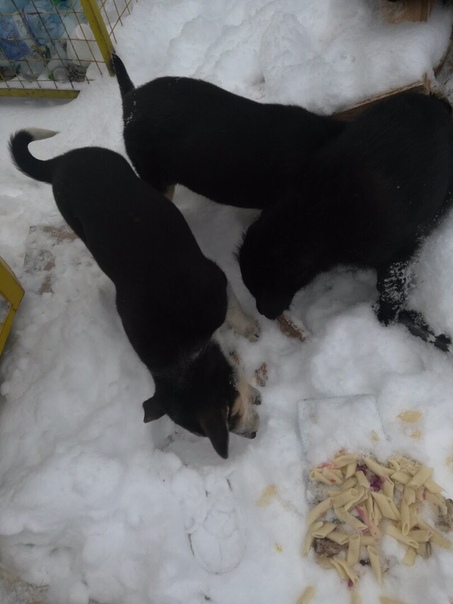 г.Пенза 
Остановка Север. Заледенели маленькие, месяца два.