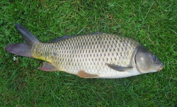 Сазан (карп обыкновенный) Сазан, он же обыкновенный карп (лат. Cyprinus carpio) вид пресноводных рыб класса лучеперые, отряда карпообразные, семейства карповые, рода карпы. Сазан входит в число