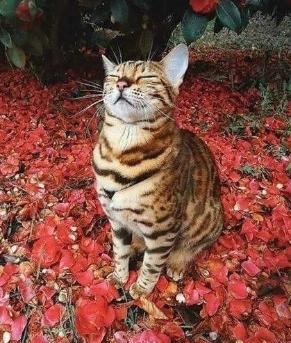 https://pp.userapi.com/c845421/v845421382/a6930/pKbNJ8yGYoo.jpg