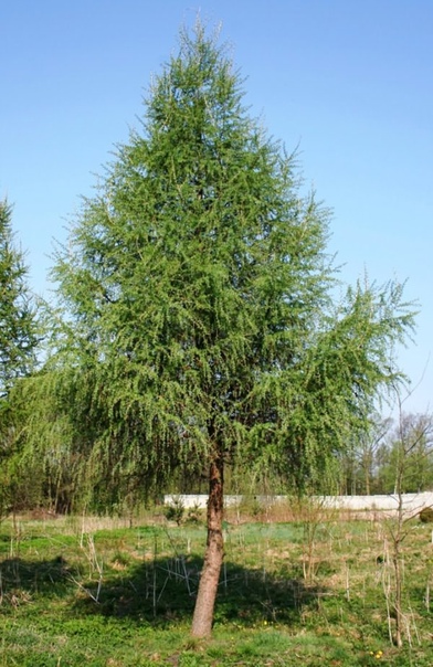 лиственница лиственница (larix) род хвойных деревьев, характерной особенностью которых является опадающая на зиму хвоя. лиственница хорошо переносит не только сильные морозы, но и жару, и