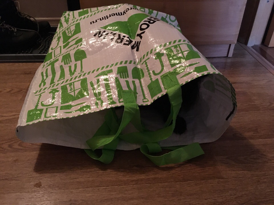 Кошки в нашей жизни. Кошки и все, что с ними связано.