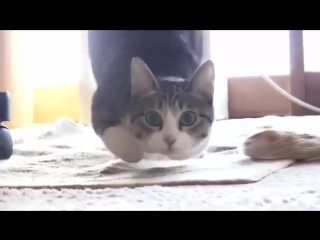 Лучший танец кота в новом смешном ролике видео про котов с песней