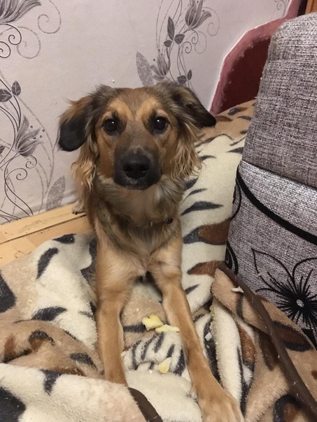 БОНЯ 
Девочка, метис спаниеля, ищет нового хозяина, имеет в