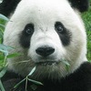 Панда (сыроедение ,здоровое питание )
