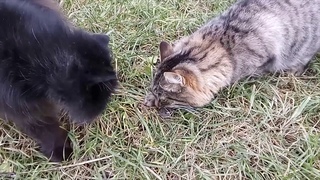 МОЛЕБСКИЕ ЗАРИСОВКИ. Жизнь дер.Молебка осенью