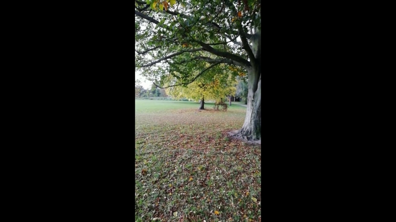 VID_20181013_100011.mp4