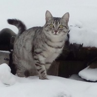Наталья Кухарева | 