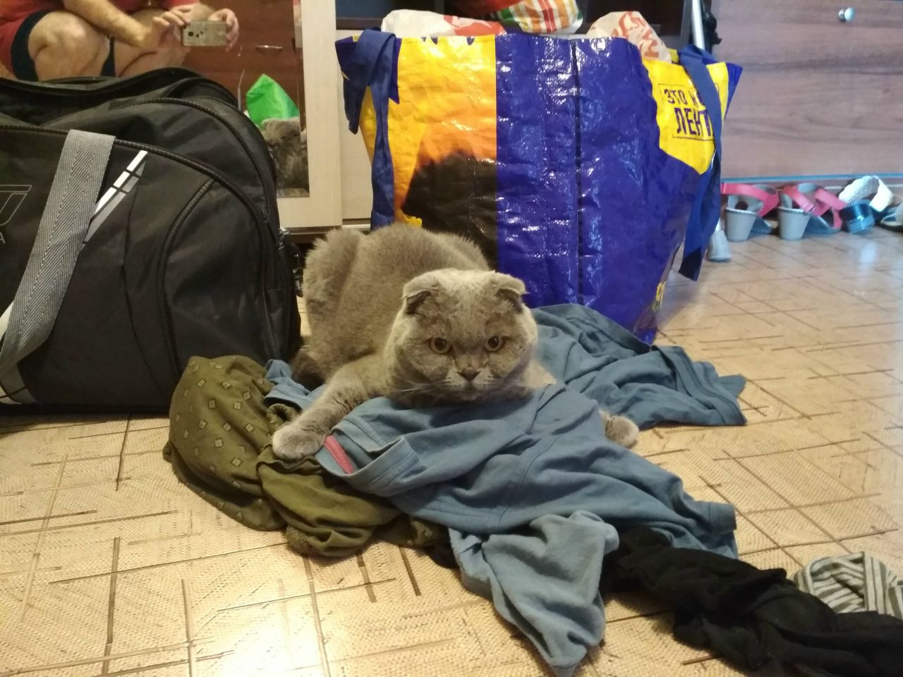 Кошки в нашей жизни. Кошки и все, что с ними связано. Кошки в нашей жизни. Кошки и все, что с ними связано.