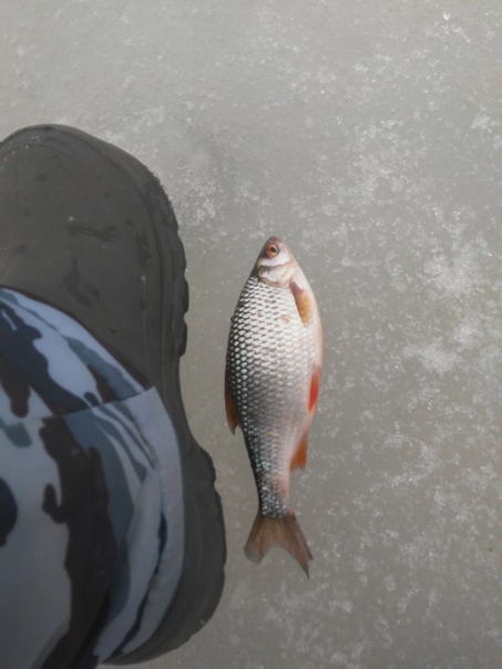 Рыбалка — Чебоксарское водохранилище, Республика Марий Эл, 56.402, 46.635
