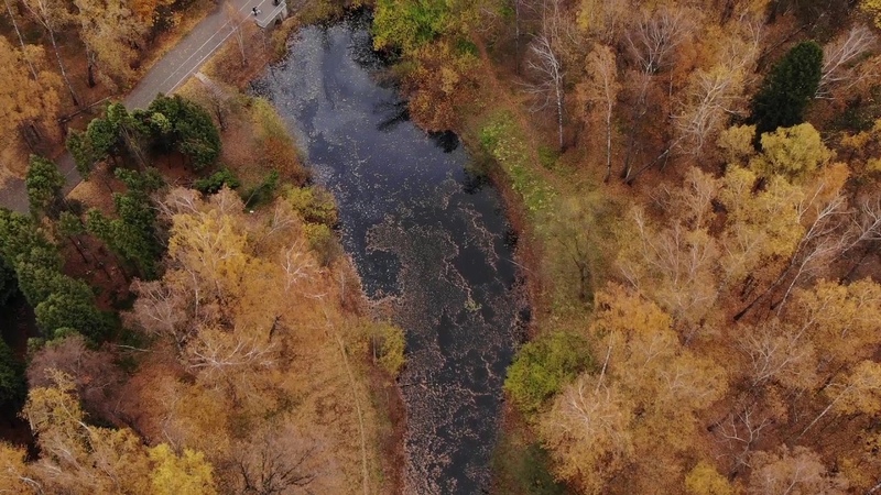 Autumn pond