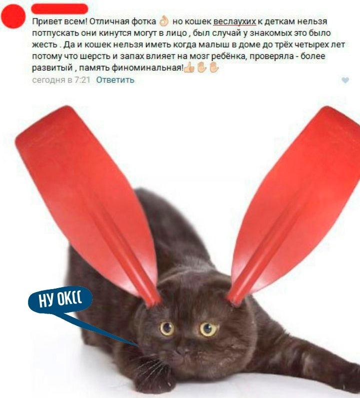 Кошки в нашей жизни. Кошки и все, что с ними связано.