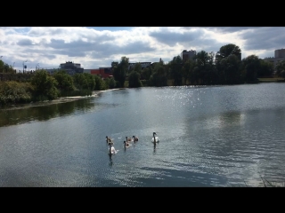 #казань #лебеди #нижнийкабан