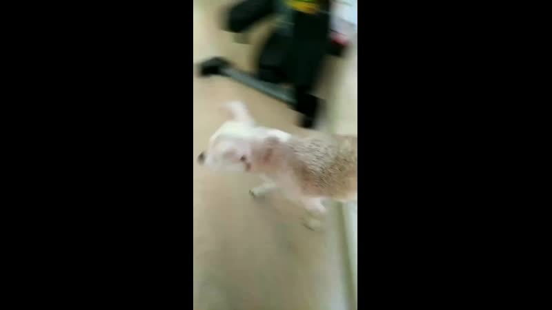 VID_34030821_004948_829.mp4