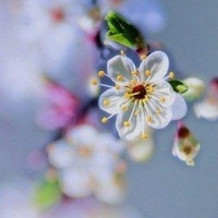 Мээримай Исраилова