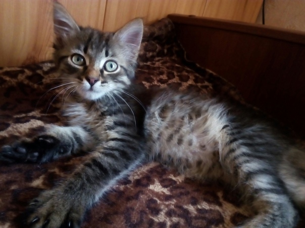 Котенок МАКСИК: 4 месяца. Обработан от блох.Лоток и когтеточ