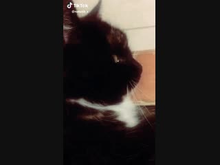 Если ты хороший котик, скажи Мяу) 😻💖💝
