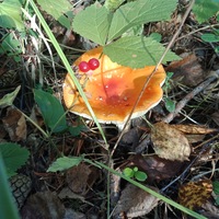 Юлия Кириллова | Курган