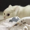 nihochu
