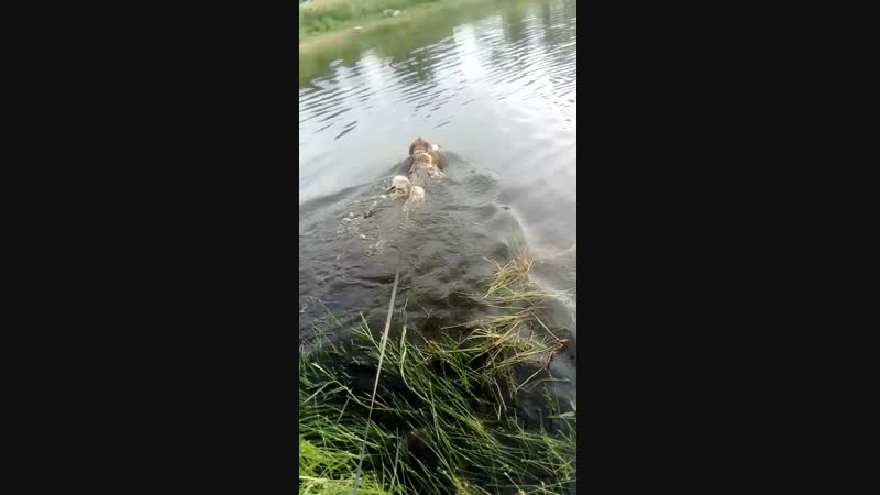 Водичка. Второй заплыв